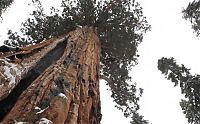 President tree, Giant Forest, Sequoia National Park, Visalia, California, United States