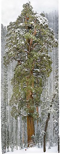 Trek.Today search results: President tree, Giant Forest, Sequoia National Park, Visalia, California, United States