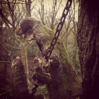 Trek.Today search results: Chained Oak, Alton village, Staffordshire, England, United Kingdom