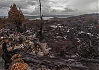 Trek.Today search results: Tasmania island fire, Commonwealth of Australia, South Pacific Ocean