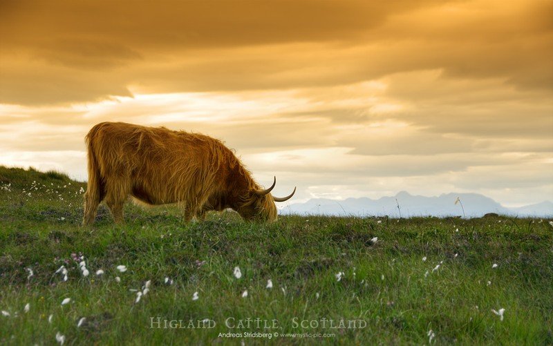 nature photographs (c) andreas stridsberq