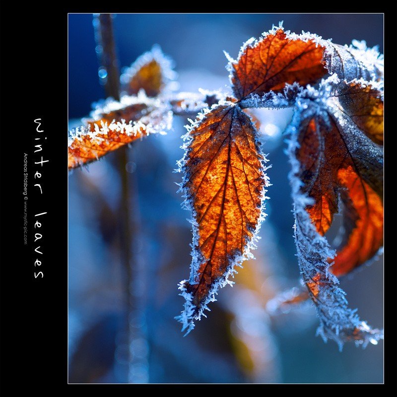 nature photographs (c) andreas stridsberq