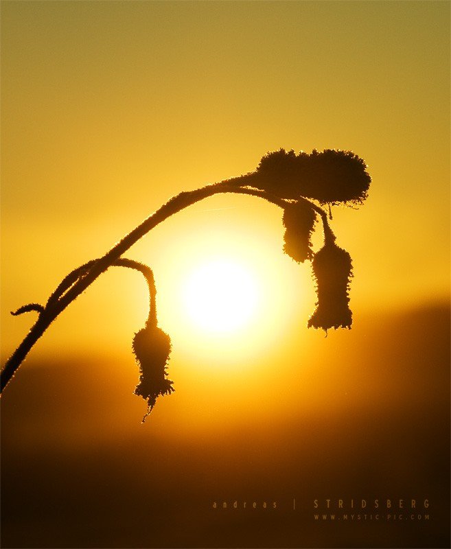 nature photographs (c) andreas stridsberq