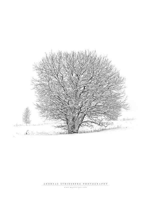nature photographs (c) andreas stridsberq