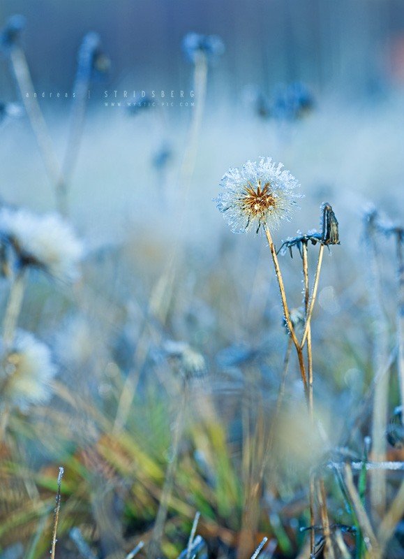 nature photographs (c) andreas stridsberq