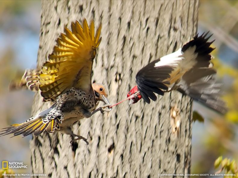 National Geographic Photography