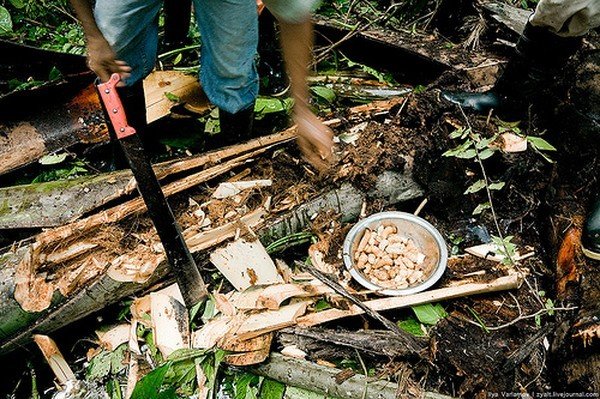 survival course in the jungle