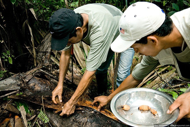 survival course in the jungle