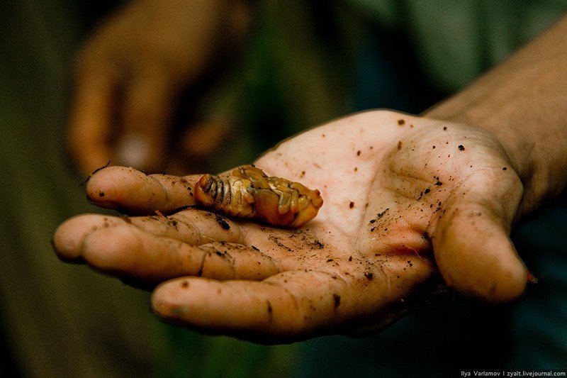 survival course in the jungle