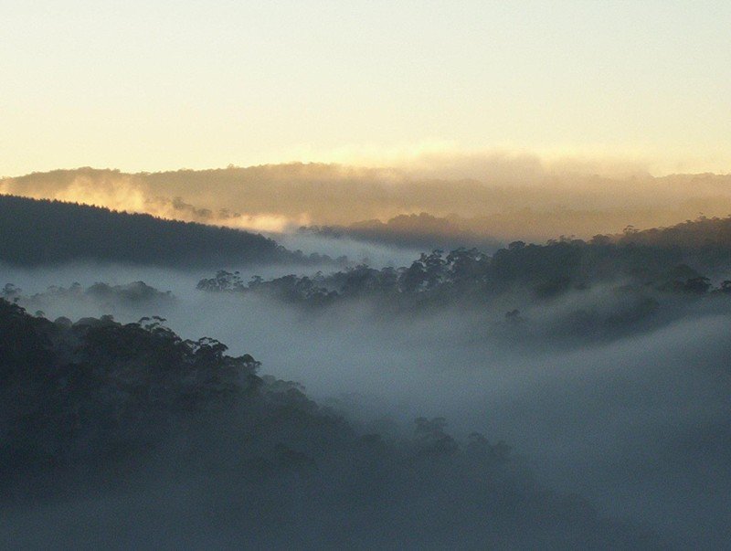 fog photography