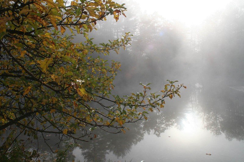 fog photography