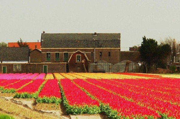 Tulip fields, Keukenhof, The Netherlands