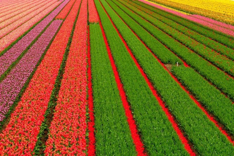 Tulip fields, Keukenhof, The Netherlands