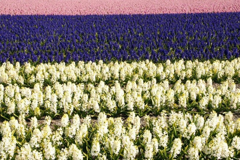 Tulip fields, Keukenhof, The Netherlands