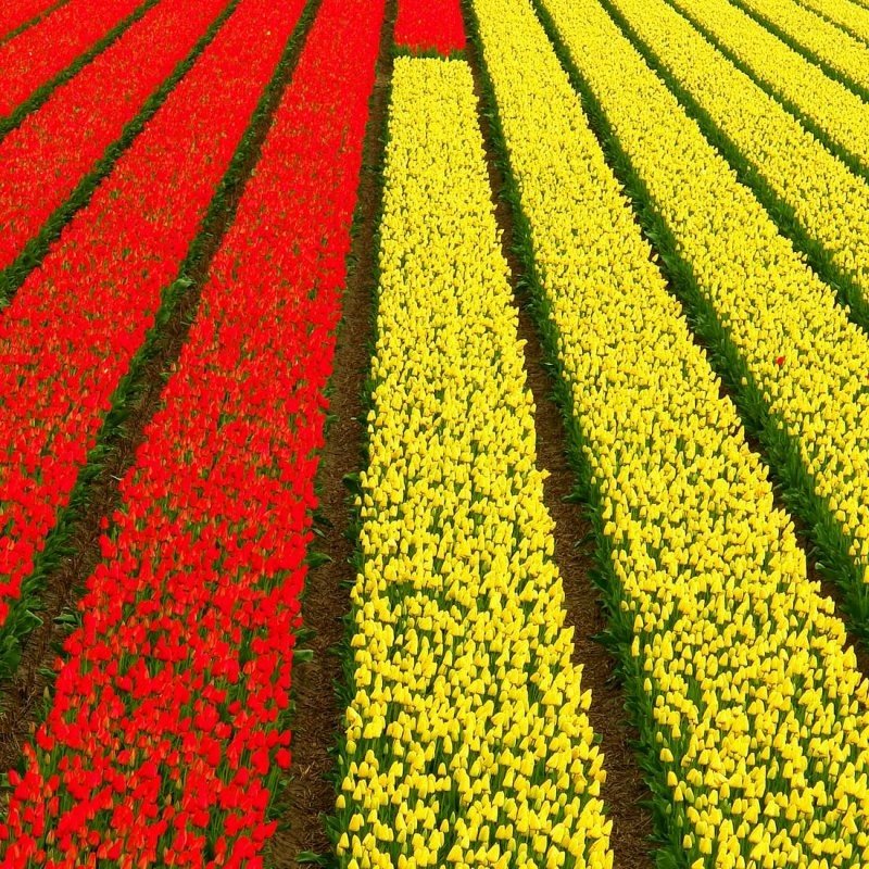 Tulip fields, Keukenhof, The Netherlands