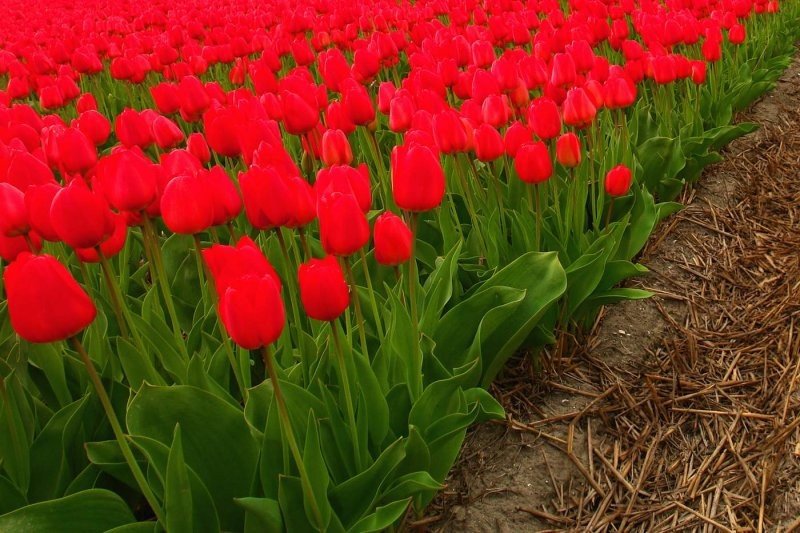 Tulip fields, Keukenhof, The Netherlands