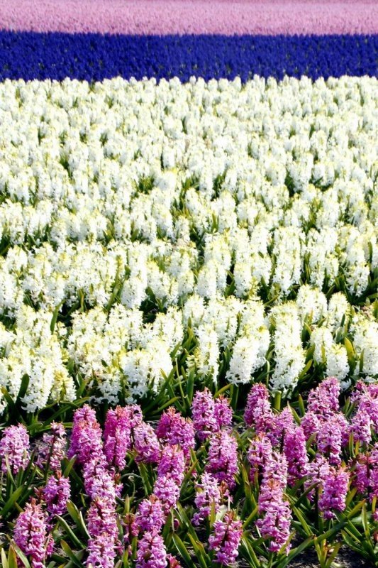 Tulip fields, Keukenhof, The Netherlands