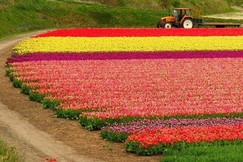 Tulip fields, Keukenhof, The Netherlands