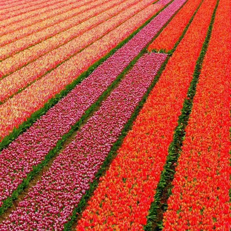 Tulip fields, Keukenhof, The Netherlands