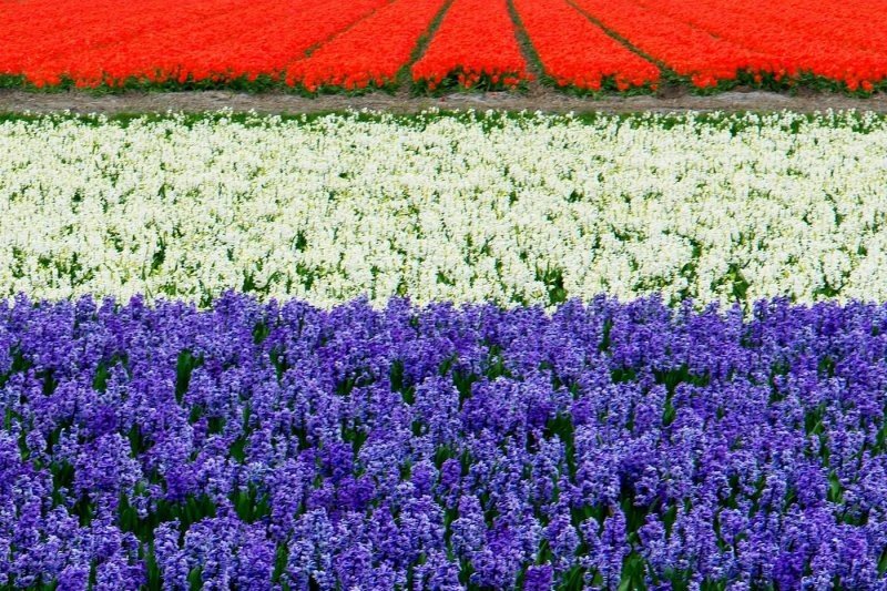 Tulip fields, Keukenhof, The Netherlands