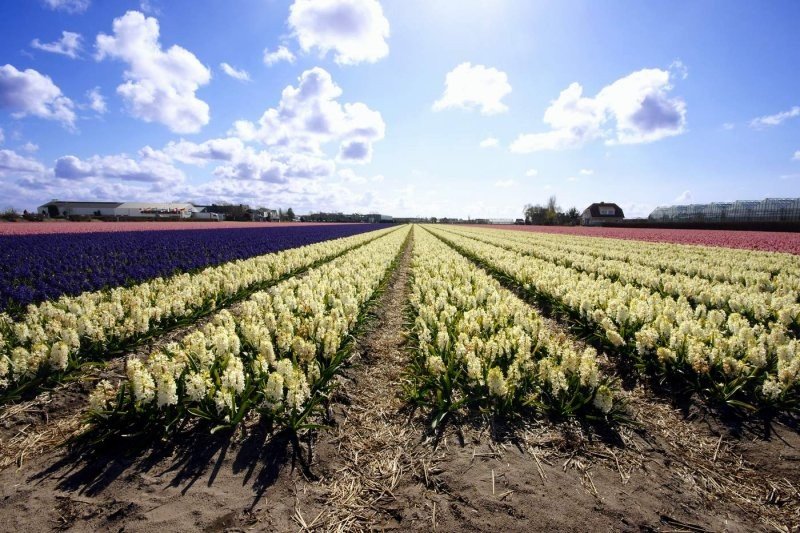 Tulip fields, Keukenhof, The Netherlands