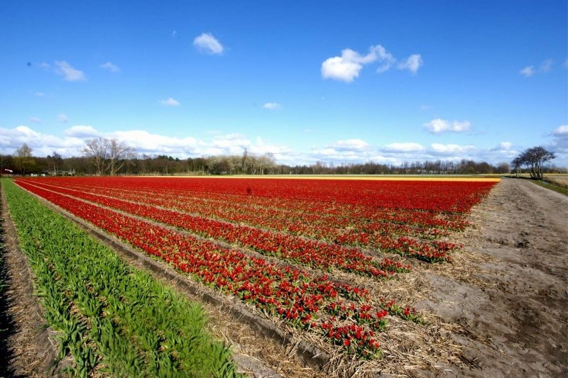 Tulip fields, Keukenhof, The Netherlands