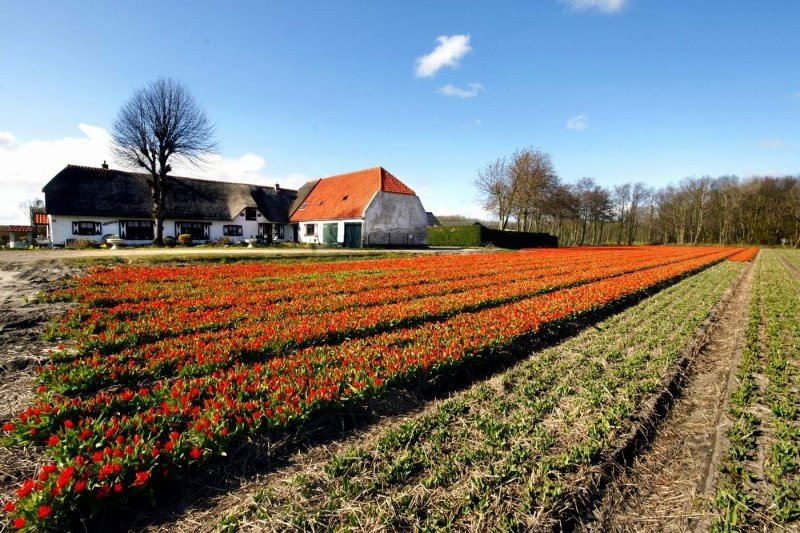 Tulip fields, Keukenhof, The Netherlands