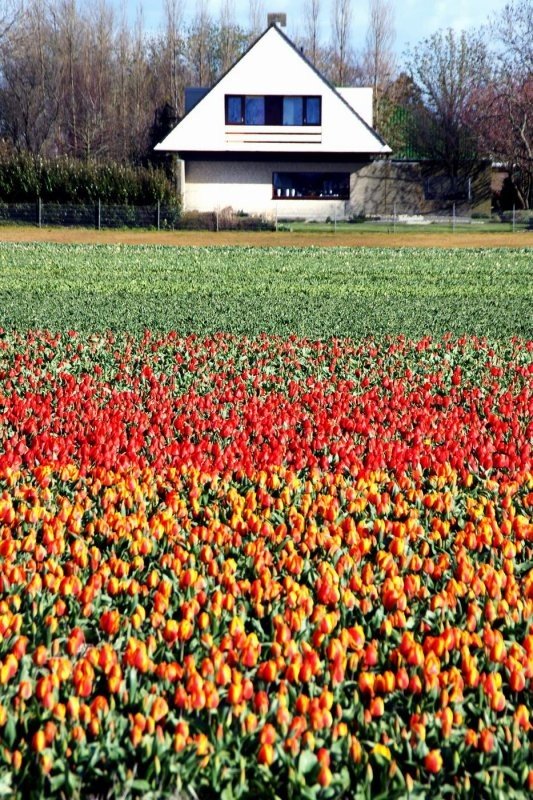 Tulip fields, Keukenhof, The Netherlands