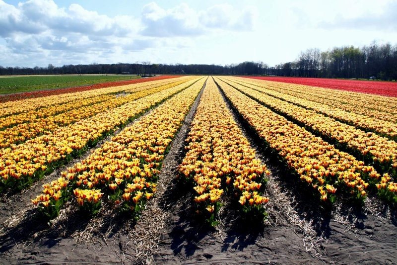 Tulip fields, Keukenhof, The Netherlands