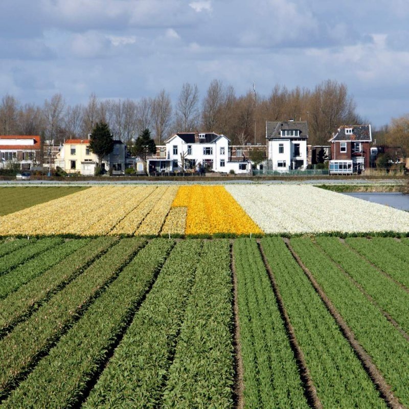 Tulip fields, Keukenhof, The Netherlands