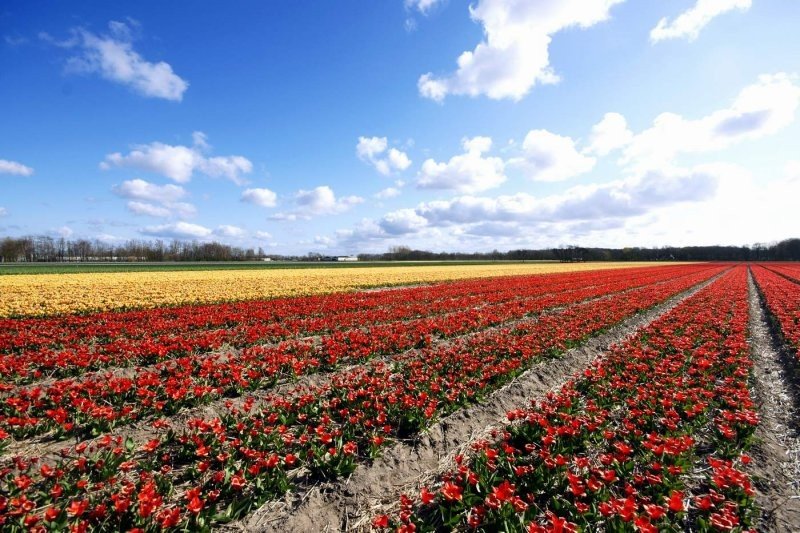 Tulip fields, Keukenhof, The Netherlands