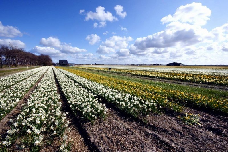 Tulip fields, Keukenhof, The Netherlands