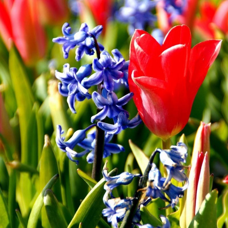 Tulip fields, Keukenhof, The Netherlands