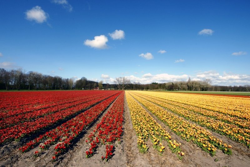 Tulip fields, Keukenhof, The Netherlands