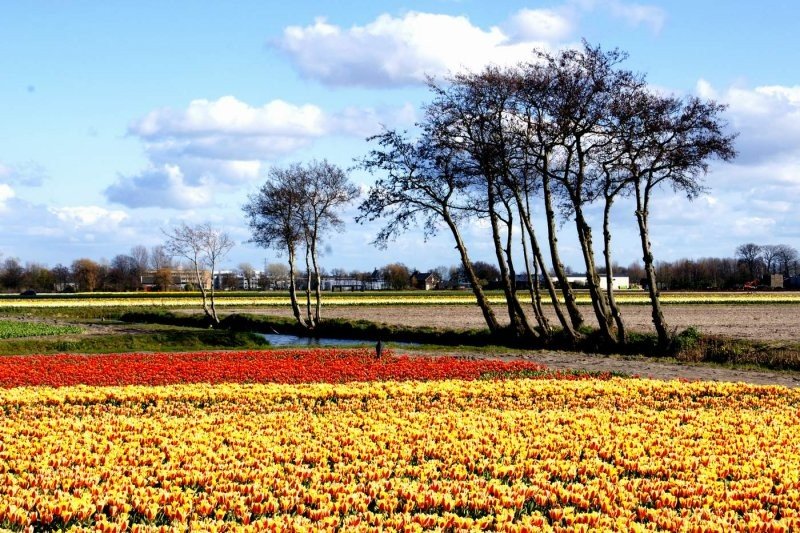 Tulip fields, Keukenhof, The Netherlands