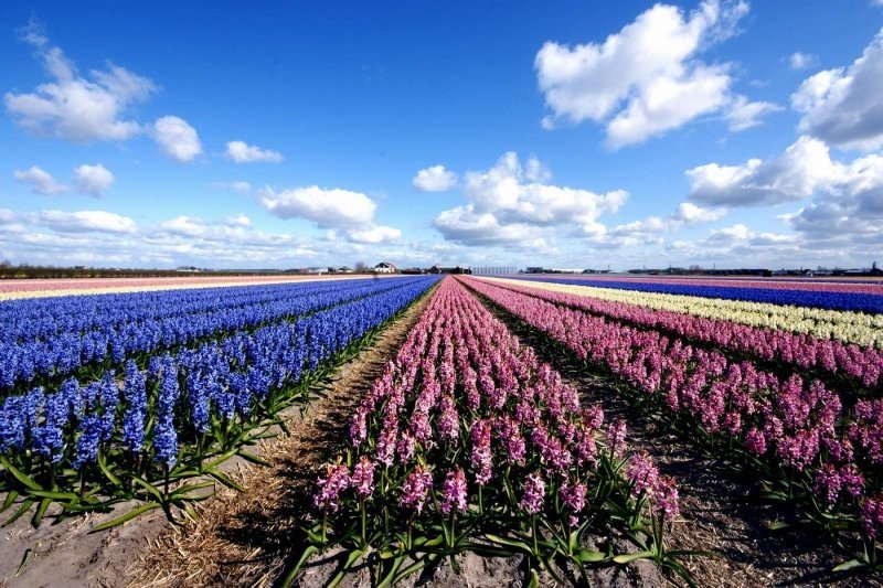 Tulip fields, Keukenhof, The Netherlands