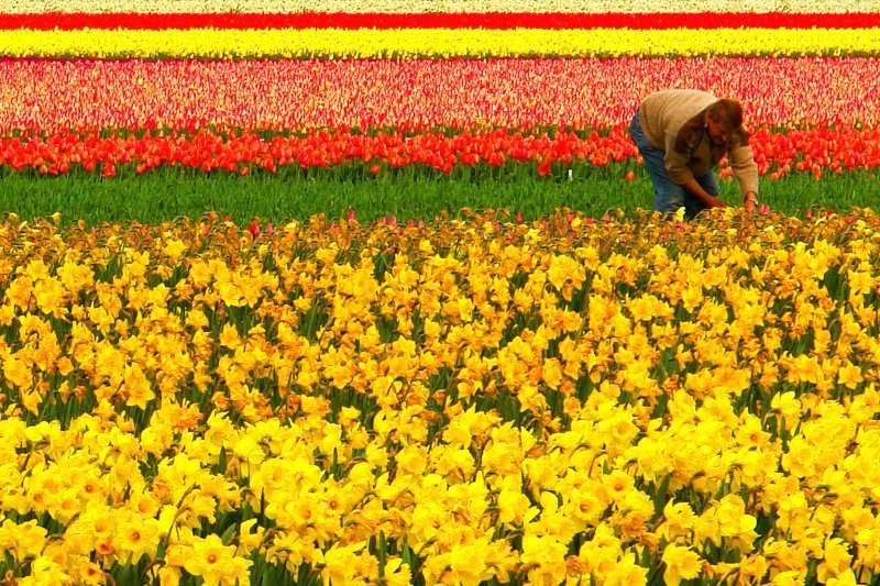 Tulip fields, Keukenhof, The Netherlands