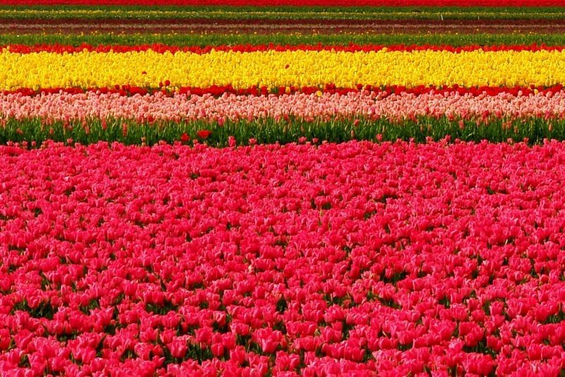 Tulip fields, Keukenhof, The Netherlands