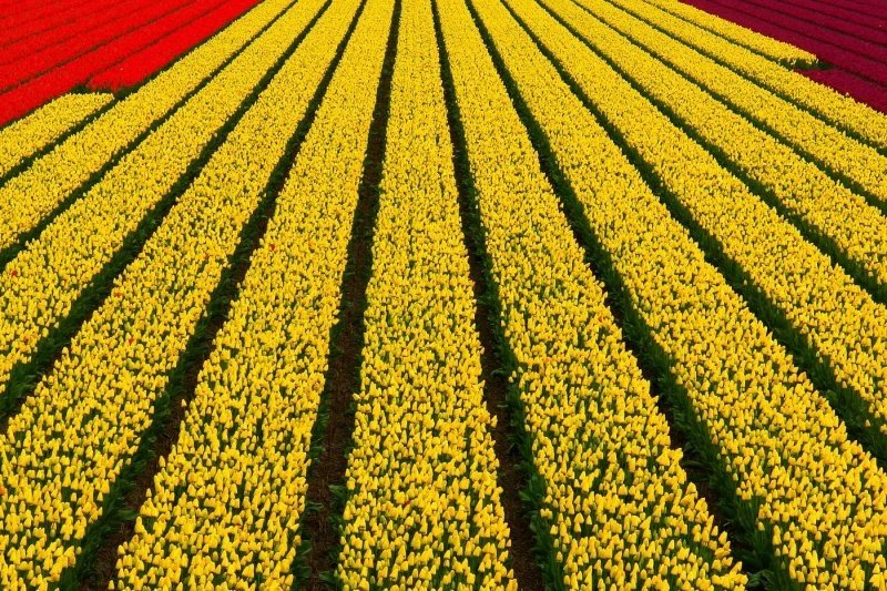 Tulip fields, Keukenhof, The Netherlands