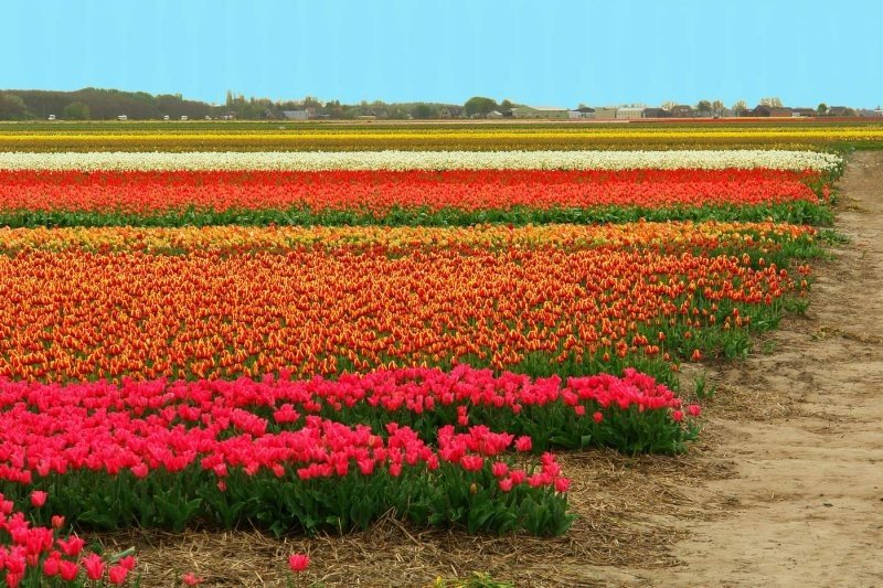 Tulip fields, Keukenhof, The Netherlands