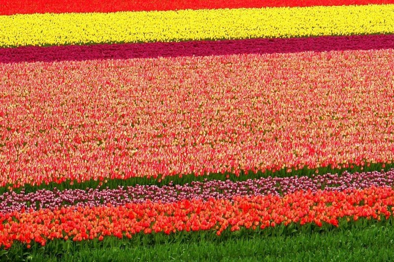 Tulip fields, Keukenhof, The Netherlands