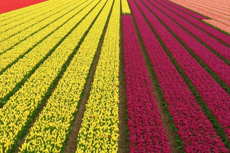 Tulip fields, Keukenhof, The Netherlands