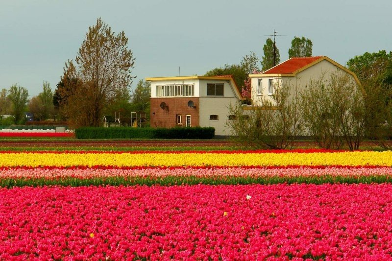 Tulip fields, Keukenhof, The Netherlands