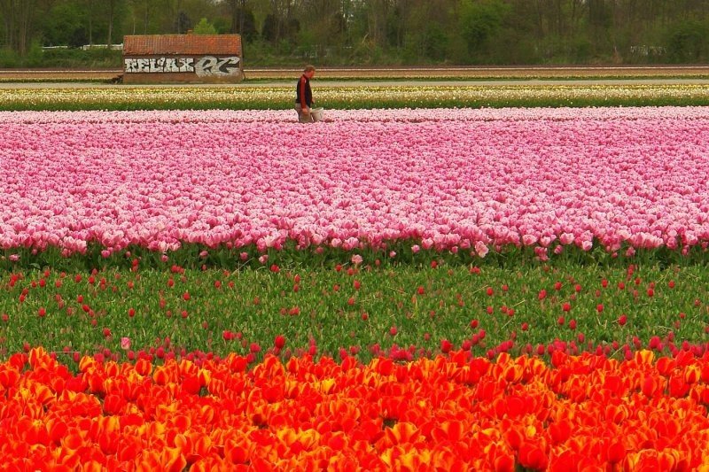 Tulip fields, Keukenhof, The Netherlands