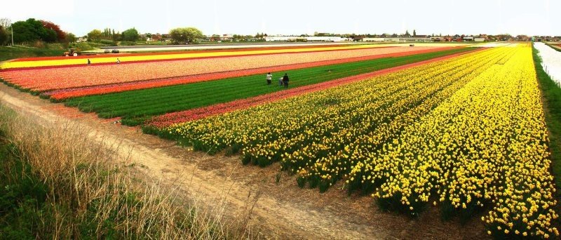 Tulip fields, Keukenhof, The Netherlands