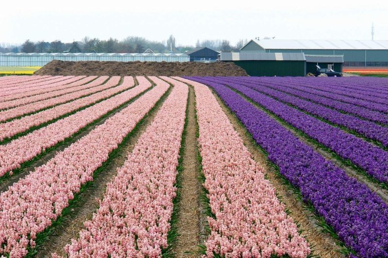 Tulip fields, Keukenhof, The Netherlands