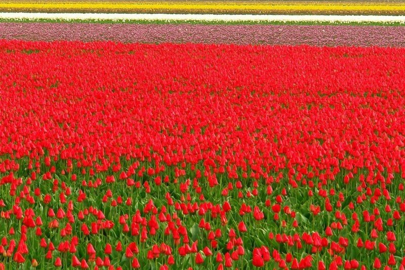 Tulip fields, Keukenhof, The Netherlands