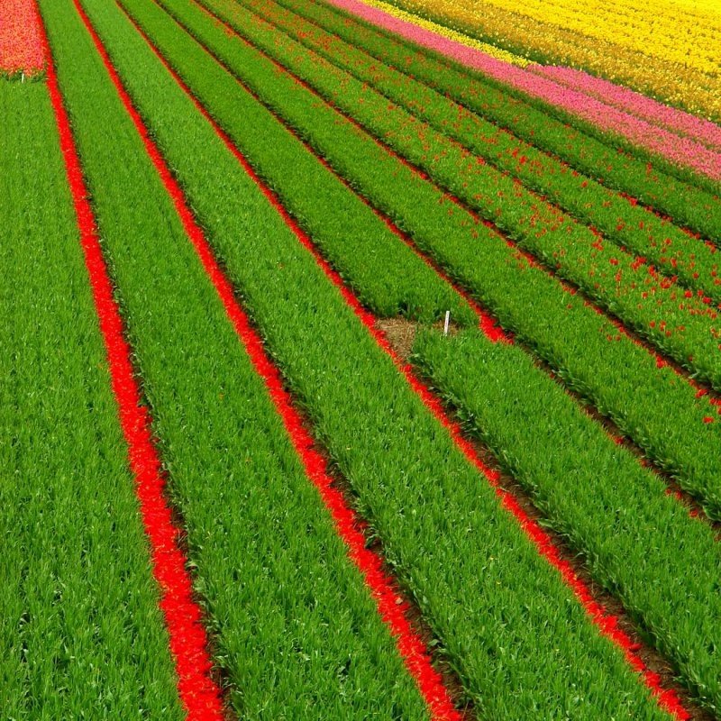 Tulip fields, Keukenhof, The Netherlands