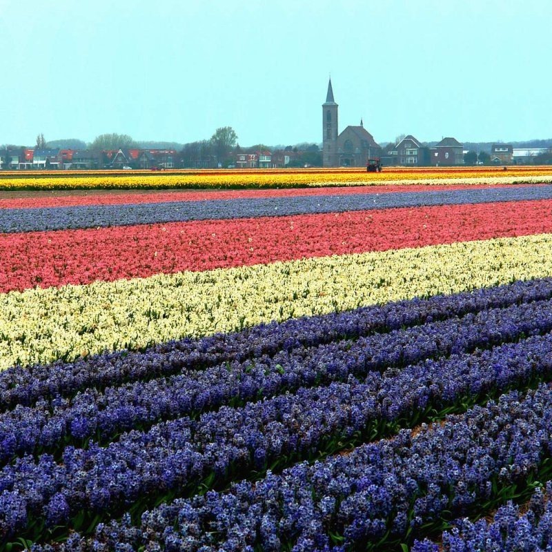 Tulip fields, Keukenhof, The Netherlands