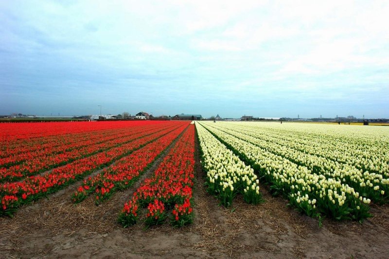 Tulip fields, Keukenhof, The Netherlands